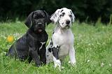 DOGUE ALLEMAND 388
